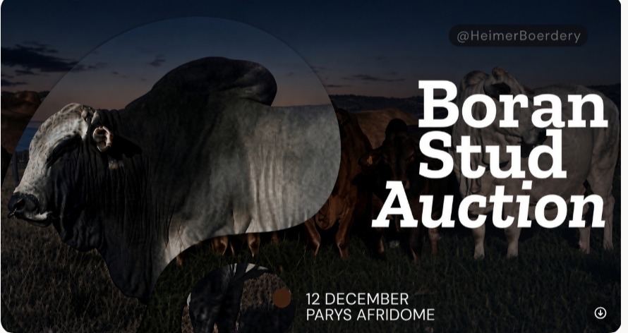 Auction poster for a Boran stud sale: grey and brown cattle in a dusk paddock beside the large serif headline “Boran Stud Auction”, with the details 12 December, Parys Afridome, and the handle @HeimerBoerdery